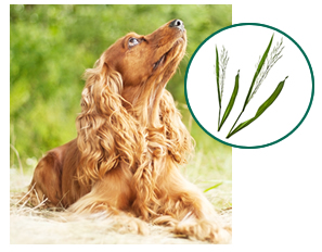 sitting brown dog looking up in grassy field